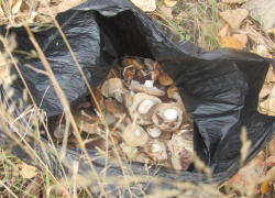 Два человека в Волгоградской области умерли от отравления грибами 