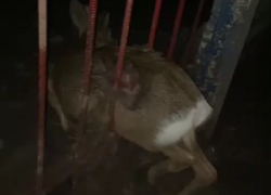 В Волгограде собаки загнали оленёнка: ВИДЕО спасения