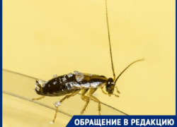 Волгоградцы пожаловались на нашествие тараканов, мышей и крыс