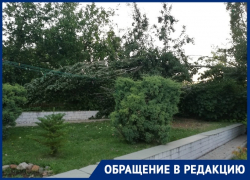 Пять старых тополей могут оставить без жилья жителей домов в поселке Вторчермет на юге Волгограда