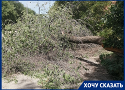 Волгоградец записал видео с места, где на его автомобиль упало дерево