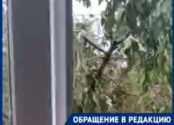 Зловещие ветки, вонь и последствия капремонта: волгоградцы жалуются на ЖКХ