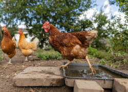 «Птицефабрику Краснодонскую» в Волгоградской области оштрафовали на полмиллиона за неправильное хранение помета