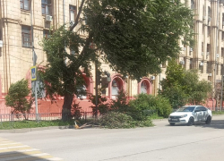 Огромная ветка рухнула в Волгограде на улице Мира