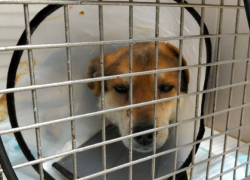 Изувеченную граблями собаку в Волгограде прооперировали