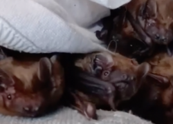 Полсотни летучих мышей выпустили в Волгограде 