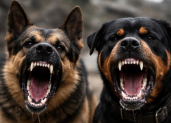 Случаи собачьих нападений на детей подсчитывают волгоградцы  в поселке Горьковском