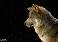 Страх и ненависть к волкам: как с позволения властей истребляется крупнейший хищник Волгоградской области 