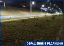 Кладбище из крымских сосен, высаженных накануне ЧМ-2018, обнаружила волгоградка