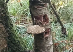 Новый гриб нашли ученые на юге России: сорвал его — плати миллион