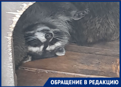 «Вонь, кости и фекалии»: волгоградцы снова жалуются на условия у енотов - узников кафе «Дворик» 