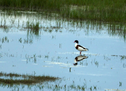 Волгоградский «КАУСТИК» в шорт-листе «Зелёной премии – 2025»