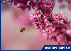 Розовая аллея зацвела в волгоградском ЦПКиО — тут готовы стоять в очереди ради фото