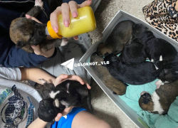 Копошились и жалобно скулили: 13 слепых щенков выбросили в мешке на мусорку в Волгограде 