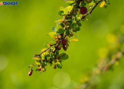 Дракой с подростком из-за веточки сирени под Волгоградом заинтересовался Бастрыкин 