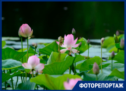 Редкие розовые лотосы зацвели в Волгоградской области 