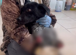 Собаку с обрубленными лапами спасают в Волгограде