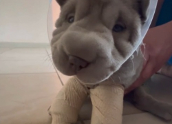 Плюшевого щенка шарпея с врожденным уродством спасают в Волгограде