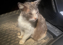 «Завезли и бросили?»: беременную кошку-скелет с трассы спасают в Волгограде