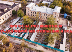 К президенту РФ Путину обратился волгоградский приют на 1700 животных