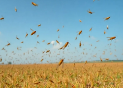 Полчища саранчи надвигаются на Волгоград 