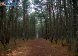 Скелет с ведром и очками нашли в лесу Волгоградской области