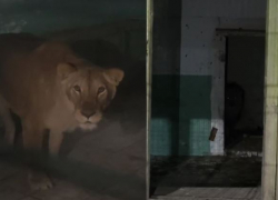 Пятерых львов привезли в Волгоград из концлагеря для животных