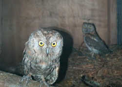 Волгоградскому приюту «Птичий Остров» чиновники отказались выделять землю 