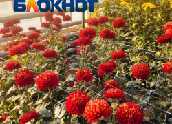 Вызвавший ажиотаж Бал хризантем продлили в Волгоградской области