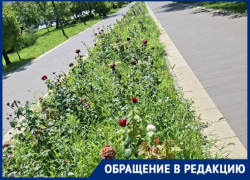 Аллея роз засыхает на обновленном за 46 млн проспекте Жукова в Волгограде