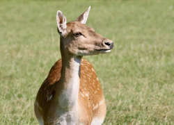 Двое ушлых волгоградских работяг могут сесть на восемь лет за убийство краснокнижного сайгака