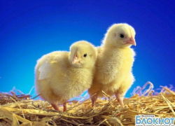 Воспитанник волгоградского футбола выступает за таганрогскую птицефабрику