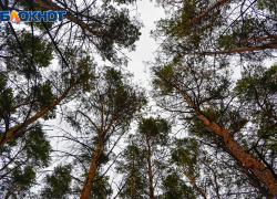 В 30 км от дома в Волгоградской области нашли тело пропавшего инвалида 