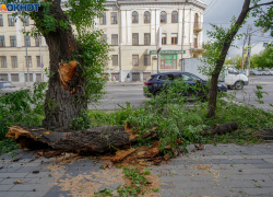 Тотально вырубить в городе старые деревья призвал статусный волгоградец