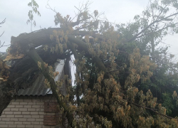Дерево рухнуло в Волгограде и зависло над землей - видео