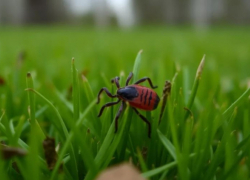 Названы места массового нападения клещей в Волгоградской области