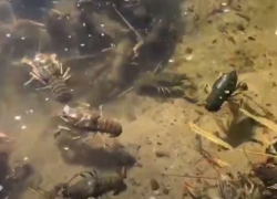 30 тысяч раков выпустили полицейские в водоемы Волгограда: видео