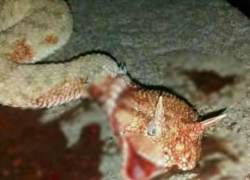 В Волгоградской области змеи покусали 14 человек: 7 - дети