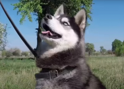 Под Волгоградом на пенсионерку возбудили уголовное дело за убийство хаски