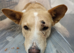 Пытались отрезать лапу: на детской площадке в Волгограде нашли изувеченную собаку 