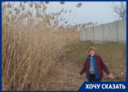 «Возможно возгорание жилых домов»: волгоградцы показали 3-метровый камыш у дома