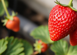 Урожай клубники собрала волгоградка в ноябре: природа сошла с ума