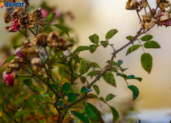 До +12 прогреется воздух в Волгограде в предпоследнее воскресенье ноября