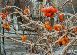 Лишиться урожая из-за ледяного панциря боятся волгоградские садоводы 