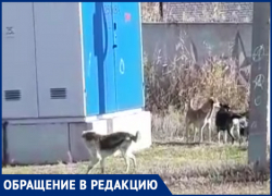 "Лают и кидаются": бездомные собаки продолжают мучить жителей поселка под Волгоградом