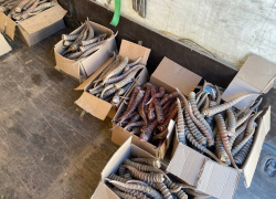 Крупную партию природного секс-стимулятора везли контрабандой через Волгоградскую область