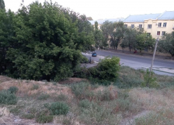 Огромное дерево рухнуло в жилом дворе в центре Волгограда