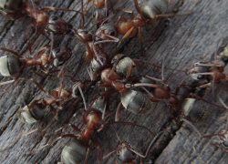 Аутсайдеры-муравьи распространились по Волгоградской области 