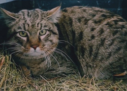 Дикого кота отпустили на свободу в Волгоградской области