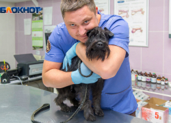 30 ноября — Всемирный день домашних животных. Пять способов позаботиться о них от ветклиники «Айболит»